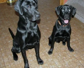 Two black dogs sitting indoors